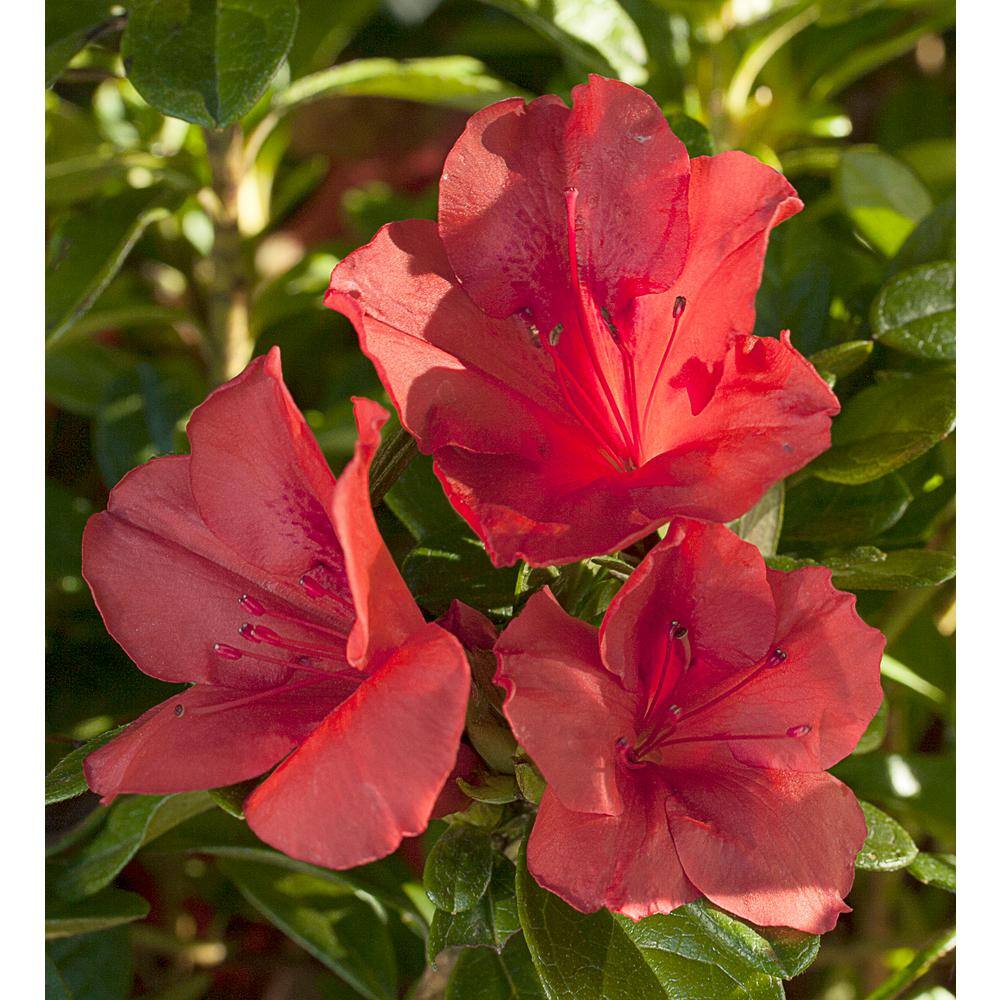 ENCORE AZALEA 3 Gal. Encore Autumn Sunset Azalea Shrub with Red Single to Semi-Double Reblooming Flowers 10386