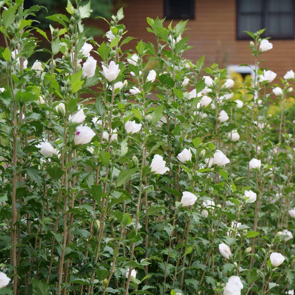 PROVEN WINNERS 2 Gal. White Pillar Rose of Sharon (Hibiscus) Plant with White Flowers 14761
