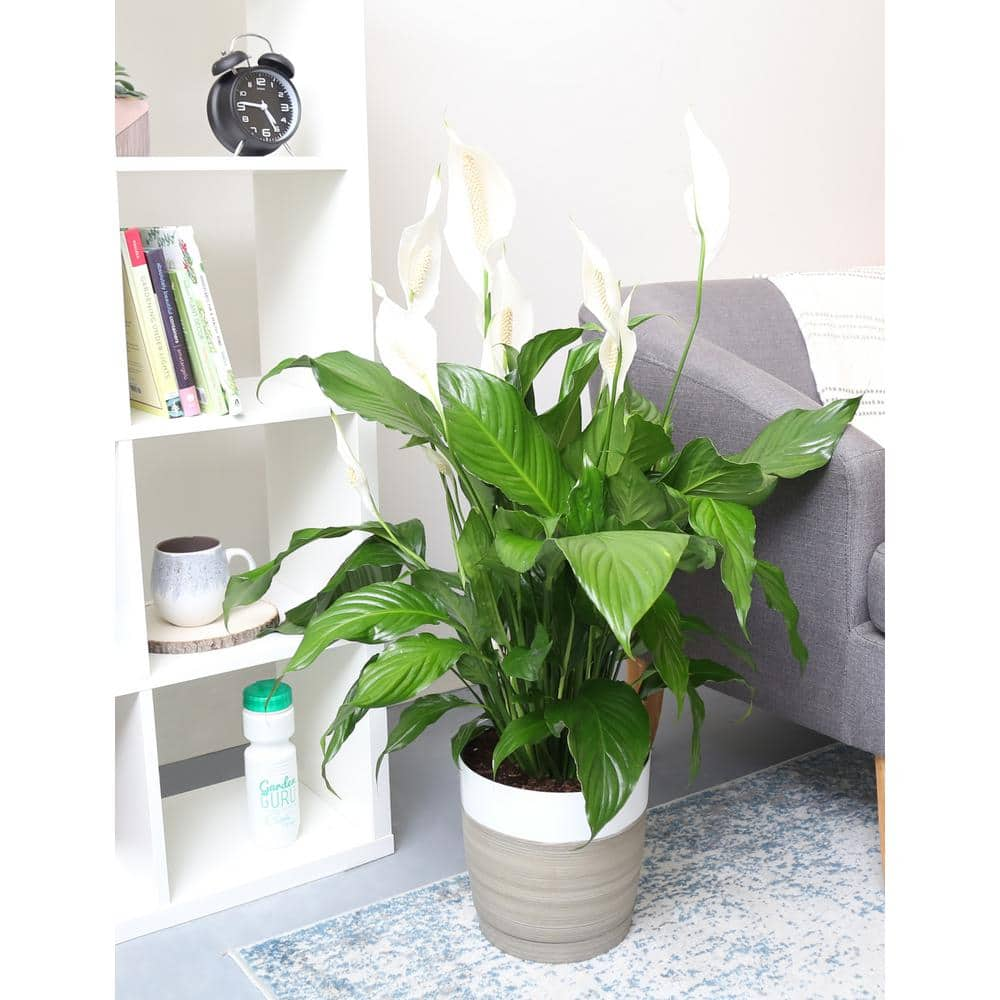 Costa Farms Spathiphyllum Sweet Pablo Indoor Peace Lily in 9.25 in. Grower Pot Avg. Shipping Height 2-3 ft. Tall 10SPATHSWEET