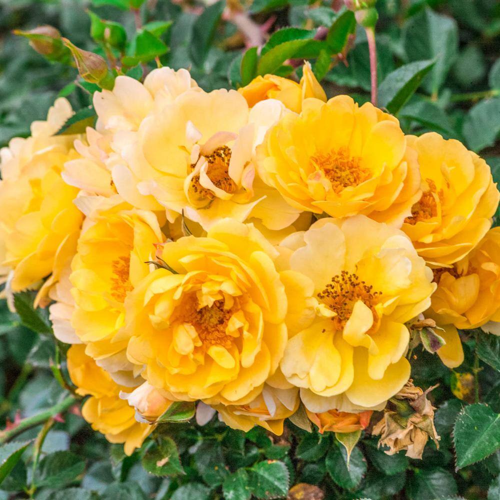 Spring Hill Nurseries Sunshine Happy Trails Groundcover Rose Dormant Bare Root Plant with Yellow Color Flowers (1-Pack) 86319