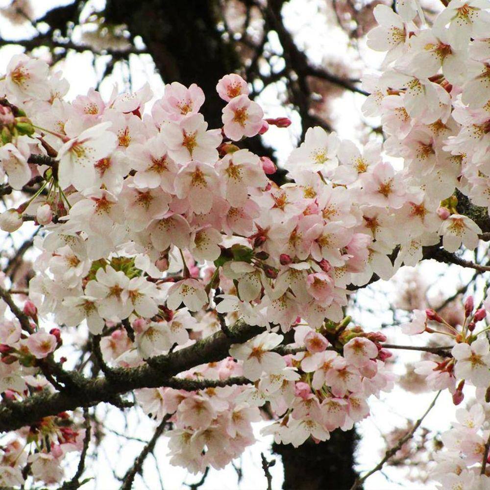7 Gal. Yoshino Cherry Flowering Deciduous Tree with Pink Flowers CHFYOS07G
