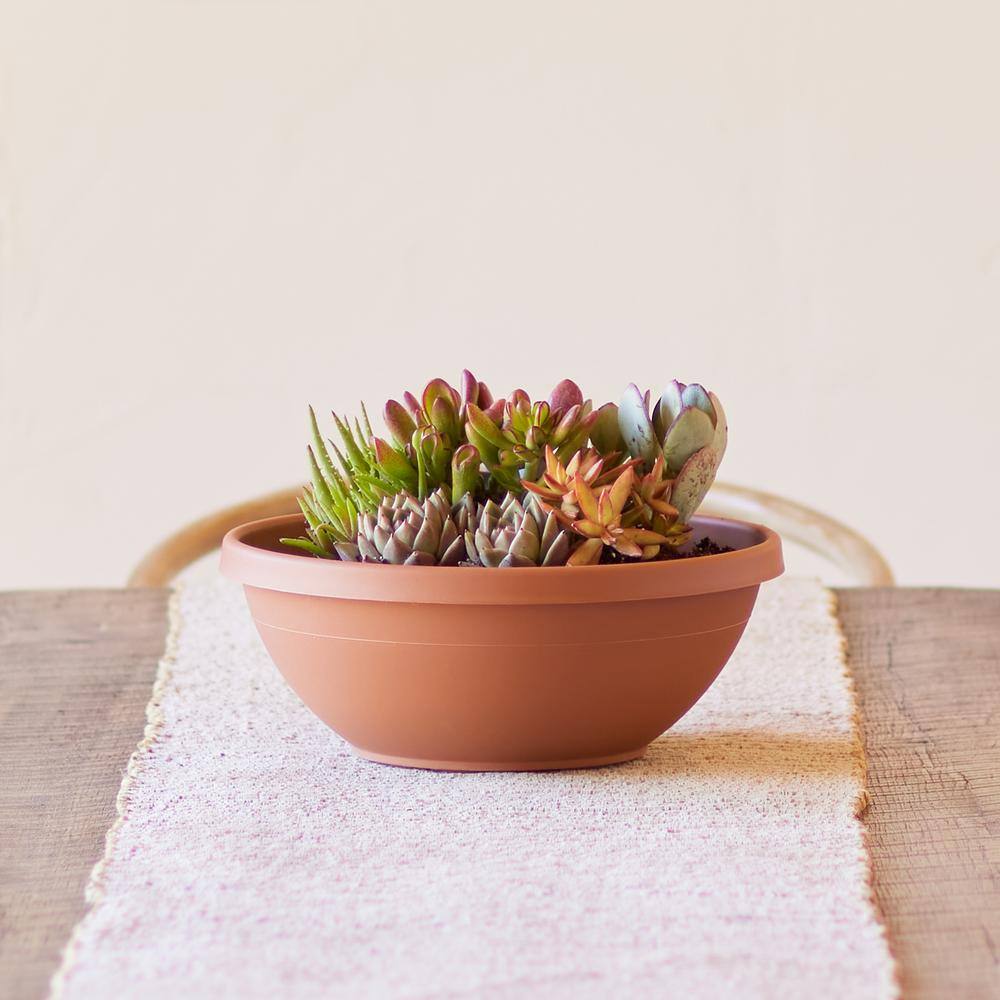 Bloem Terra Medium 14 in. Terra Cotta Plastic Bowl Planter 54014C