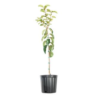 Perfect Plants 4.5 ft. Tall Jiro Persimmon Tree Self Fruitful Improved Fuyu Persimmon THD00581