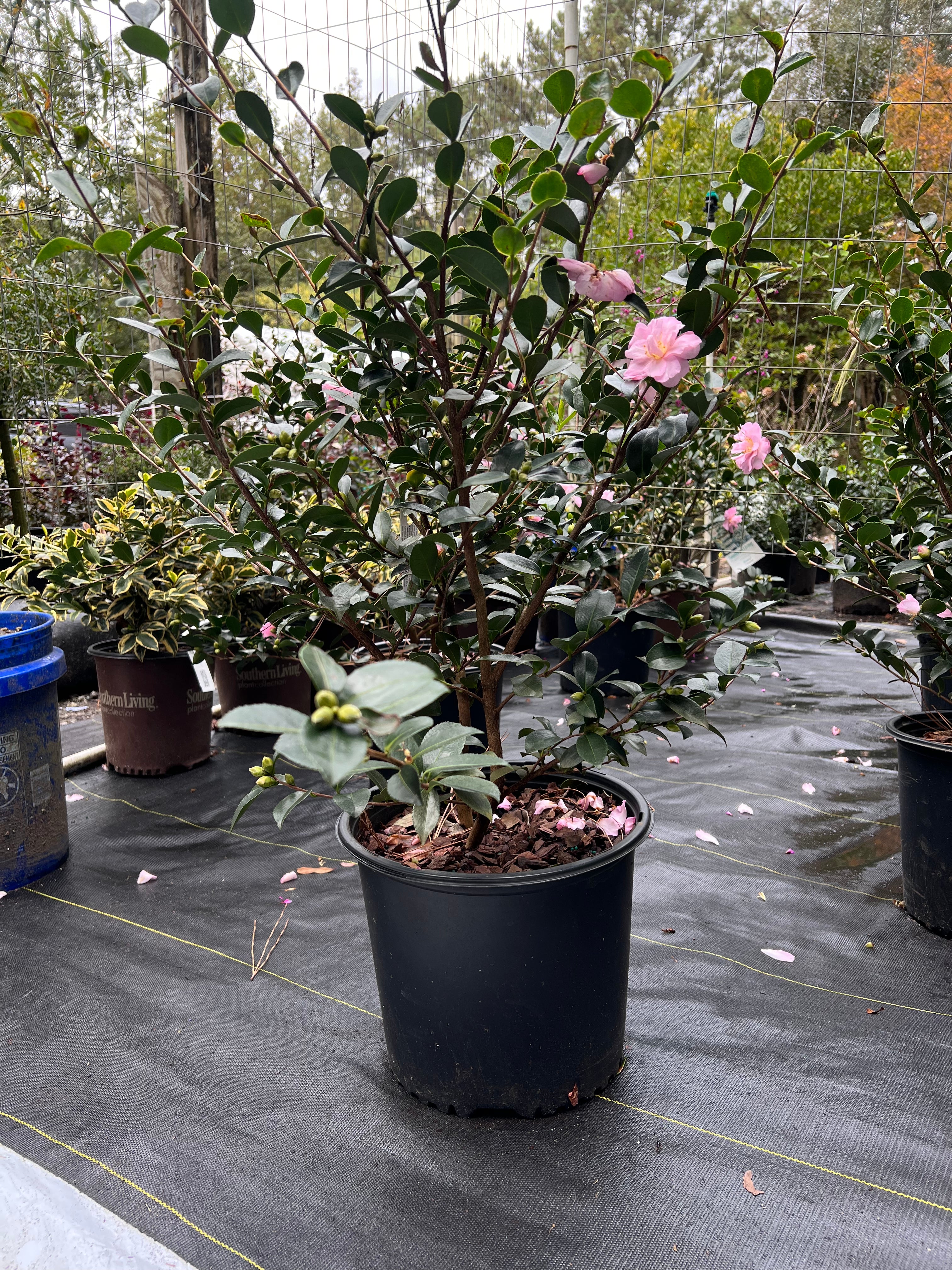 Camellia Pink Snow