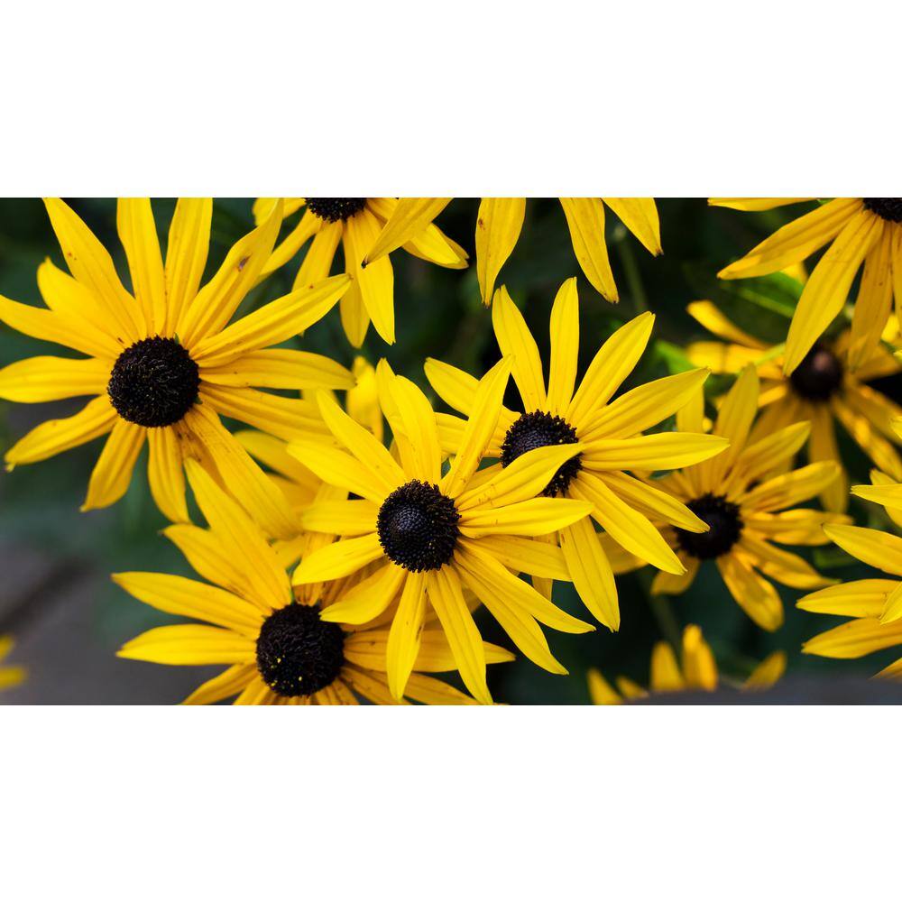 Online Orchards 1 gal. Yellow Coneflower with Massive Yellow Blooms Native to United States (2-Pack) SBCF001