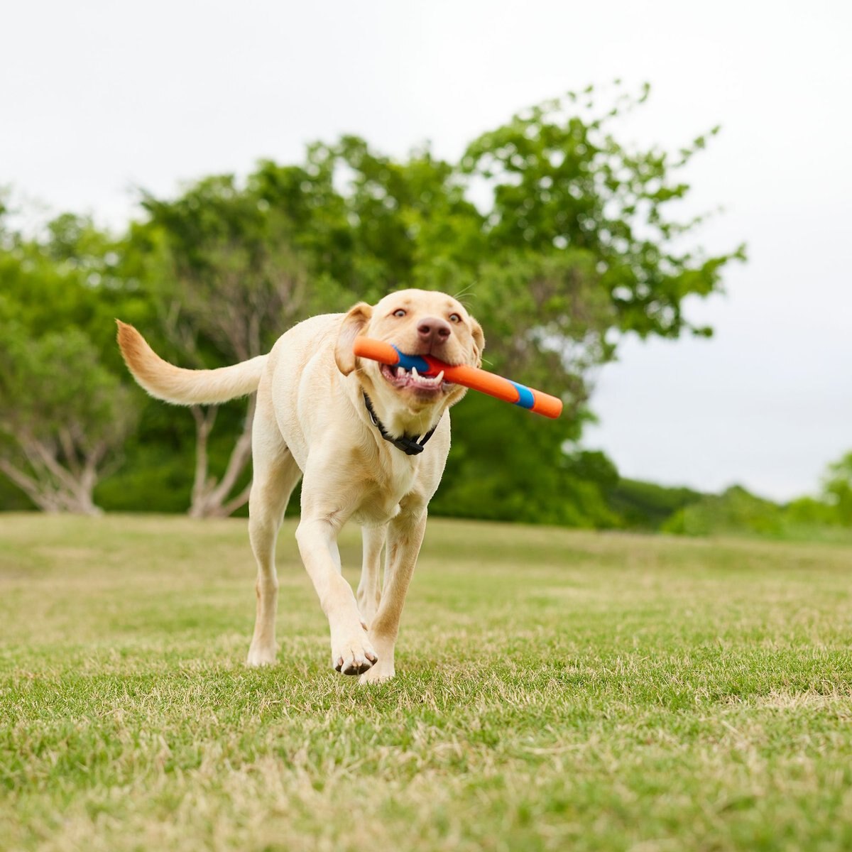 Chuckit! Ultra Fetch Stick Dog Toy