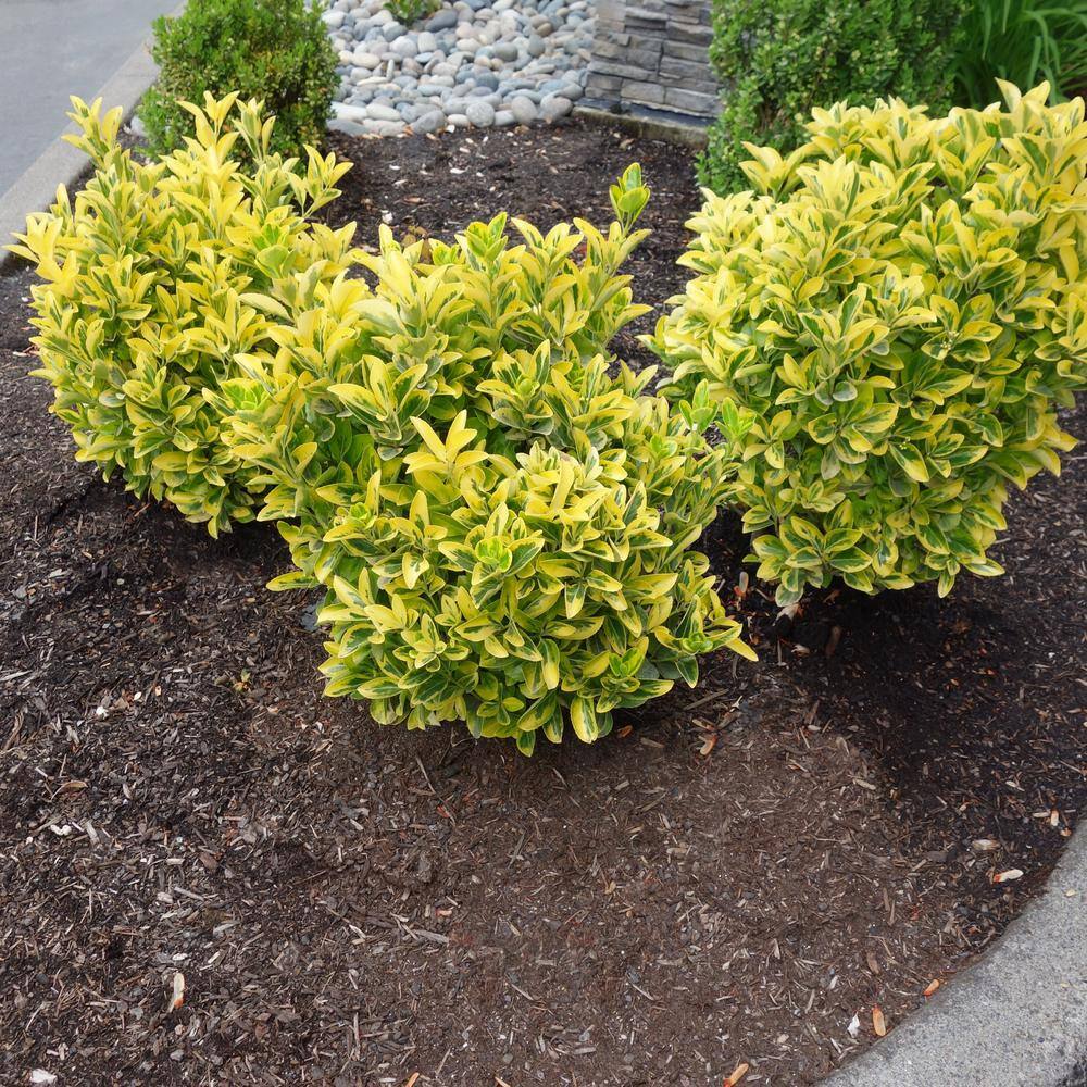 national PLANT NETWORK 2.25 Gal. Euonymus Golden Flowering Shrub with White Blooms HD1080