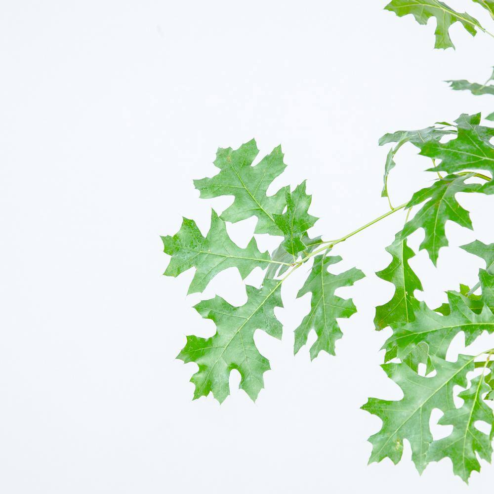 Perfect Plants Nuttall Oak Tree in 1 Gal. Grower's Pot Heavy Producer of Acorns THD00571