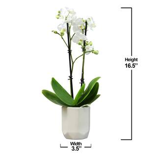 ALTMAN PLANTS 3.5 in. White Orchid Phalaenopsis Live House Plant in White Ceramic Pot 0873008