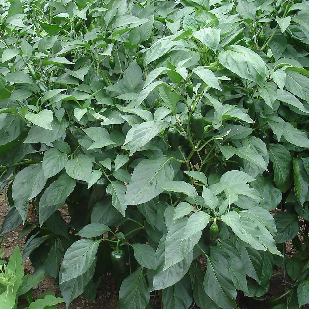 Bonnie Plants 19 oz. Hot Jalapeno Pepper Vegetable Plant 2500