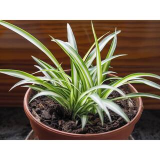 Wekiva Foliage 2 in. Enchanting Spider Plant - 3 Live Plants - Chlorophytum Comosum - Nature's Green Symphony for Your Home in Pots EnchantingSpiderPlant2x3