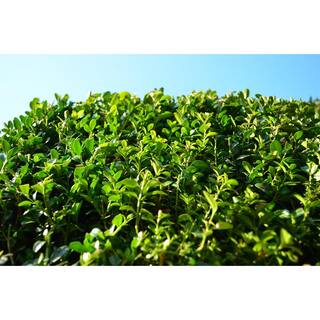 Online Orchards 1 Gal. Green Velvet Boxwood Evergreen Shrub 2-Plants EGBX003