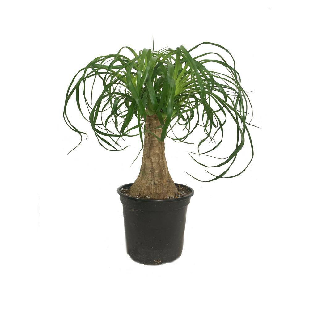 Ponytail Palm Live Plant in 6 in. Growers Pot Beaucarnea Recurvata Beautiful Clean Air Indoor Houseplant PV-VGGB-M9XH