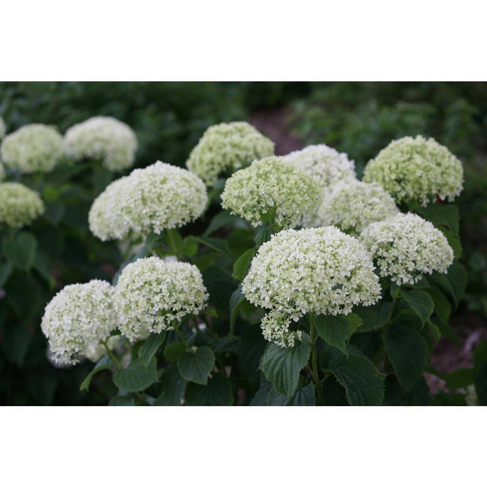 PROVEN WINNERS 1 Gal. Invincibelle Limetta Smooth Hydrangea (Arborescens) Live Shrub Green-White Flowers HYDPRC1156101