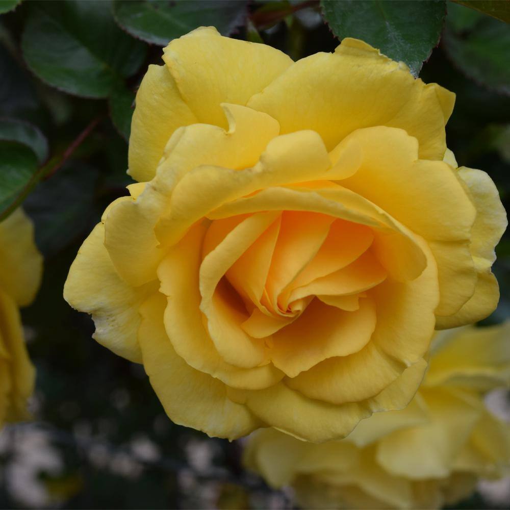 MY CLIMBING 3 Gal. Good Day Sunshine Climbing Rose with Yellow Flowers 17568