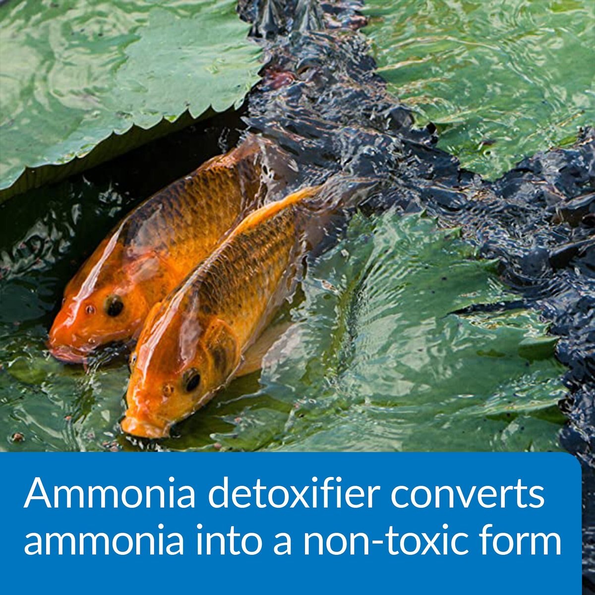 API Pond Ammo-Lock Pond Water Ammonia Detoxifier