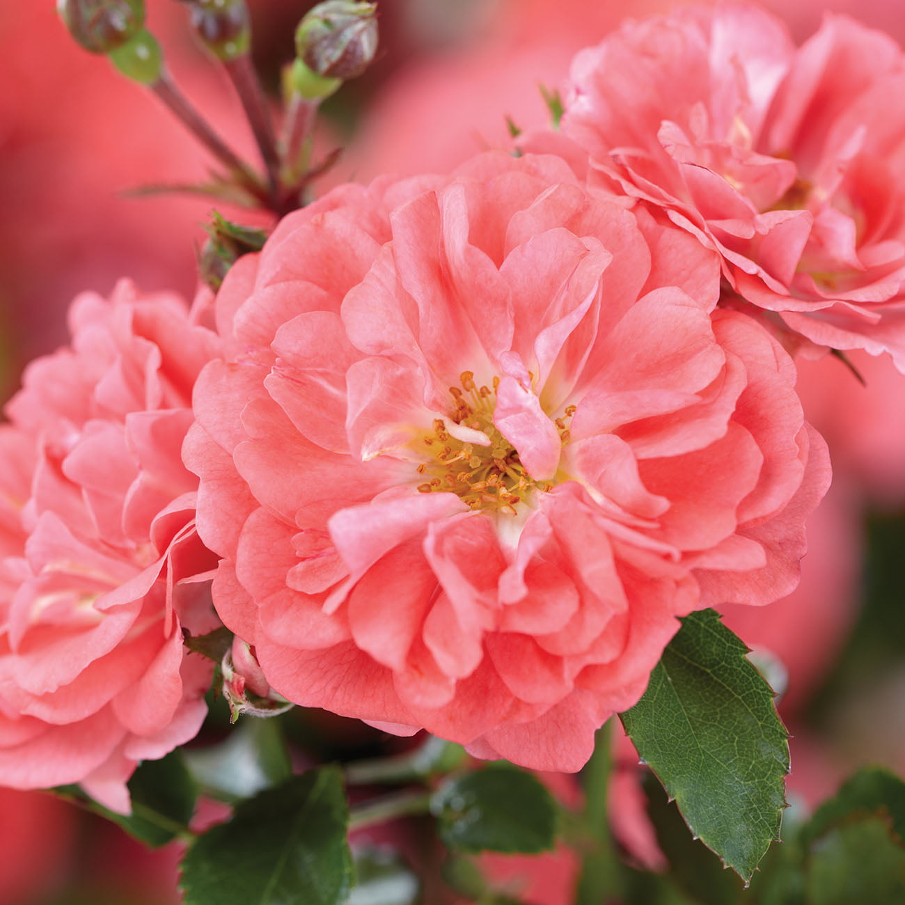 1 Gal. Coral Drift Rose Bush - Showy Vibrant Blooms