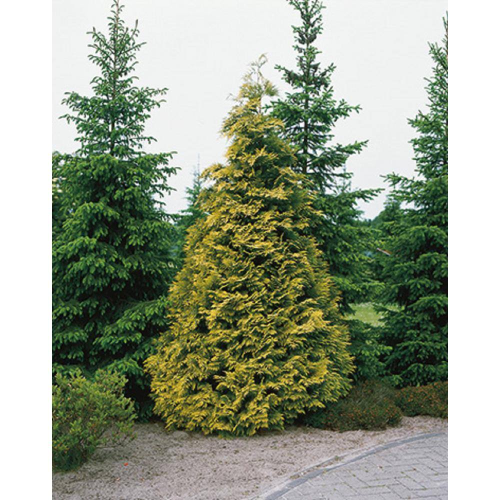 BELL NURSERY 3 Gal. Amber Gold Arborvitae (Thuja) Live Evergreen Shrub THUJA3JAN1PK