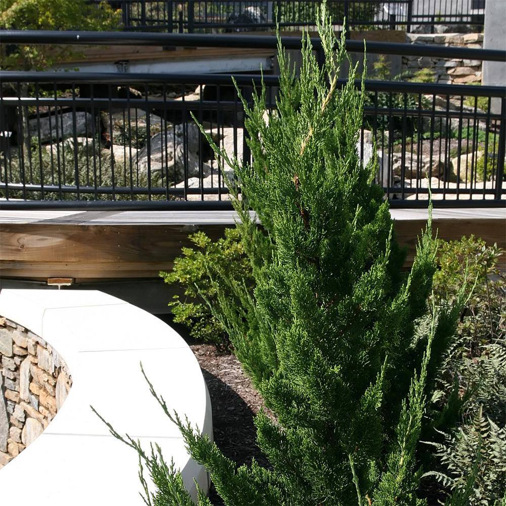 FLOWERWOOD 2.5 Qt. Hollywood Juniper (Torulosa) Live Shrub Plant with Twisting Evergreen Foliage 3415Q