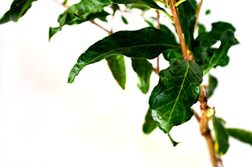 Wonderful Pomegranate Tree One Gallon Plant