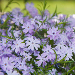 Phlox Subulata (Blue), Thrift, Creeping Phlox