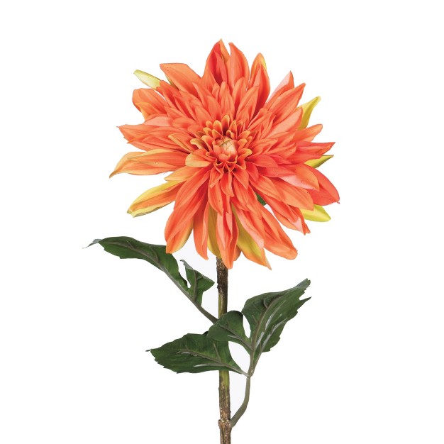 Dahlia Stem