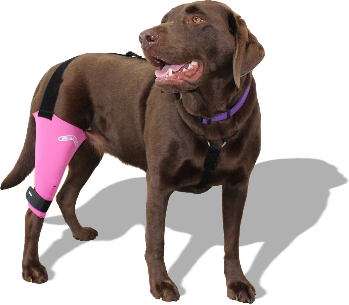 WALKABOUT Dog and Cat Knee Brace