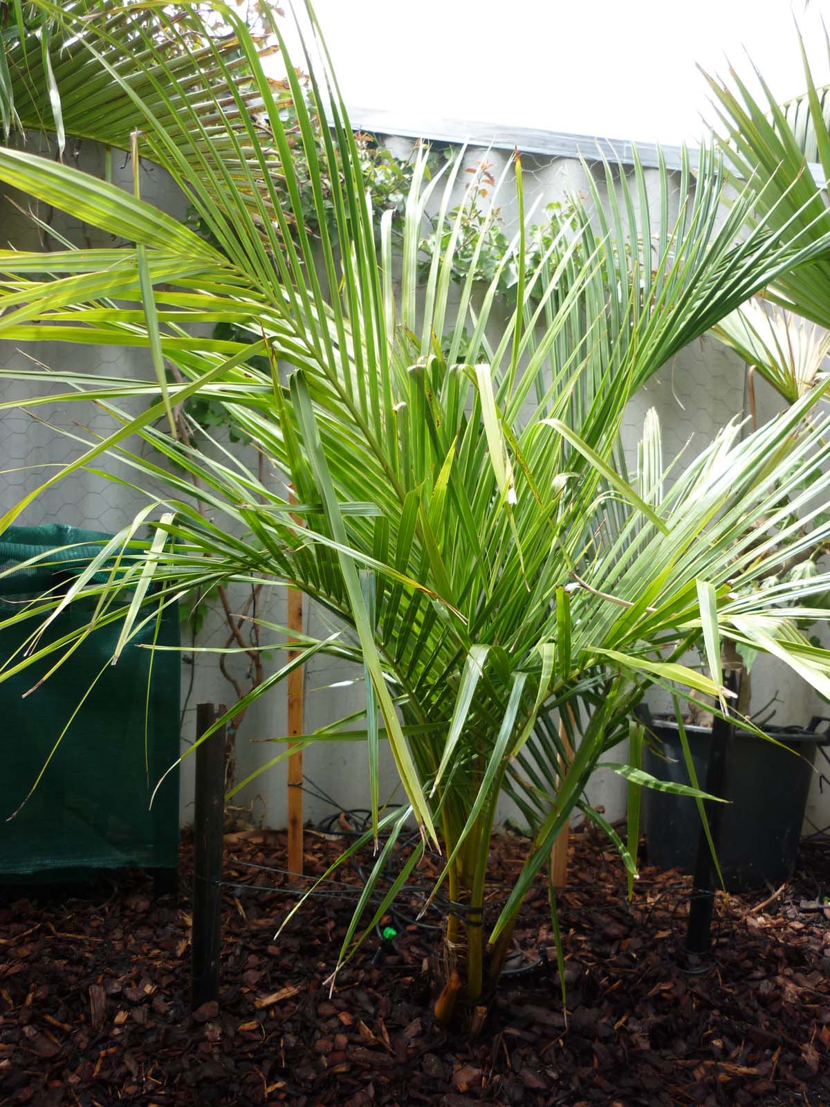 High Plateau Coconut Palm - Live Plant in a 3 Gallon Pot - Beccariophoenix Alfredii - Extremely Rare Ornamental Cold Hardy Coconut Palm