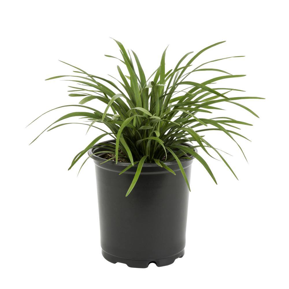 METROLINA GREENHOUSES 2 Qt. Green Liriope Perennial Plant (3-Pack) 4007