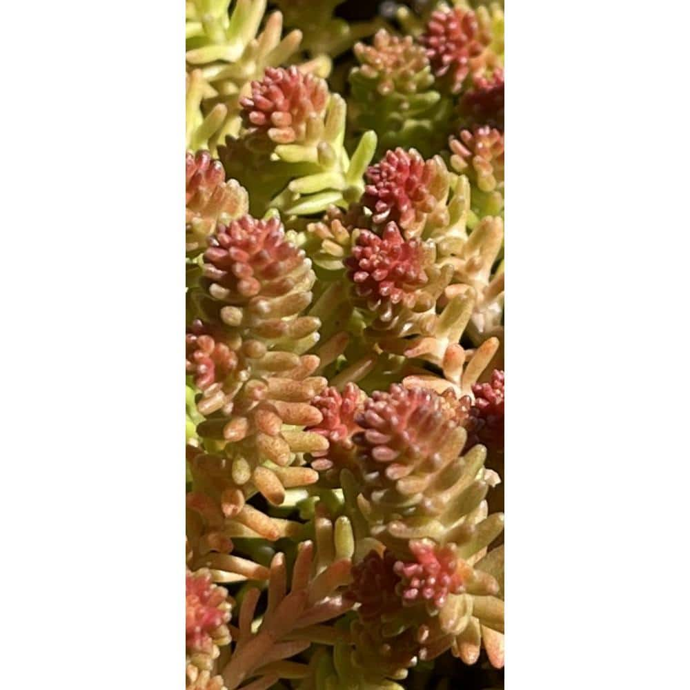 Cesicia 3-Piece Non-Fragrant Live Sedum Sexangulare - Tasteless Stonecrop Planter Pet-Safe RichM815Cacti11