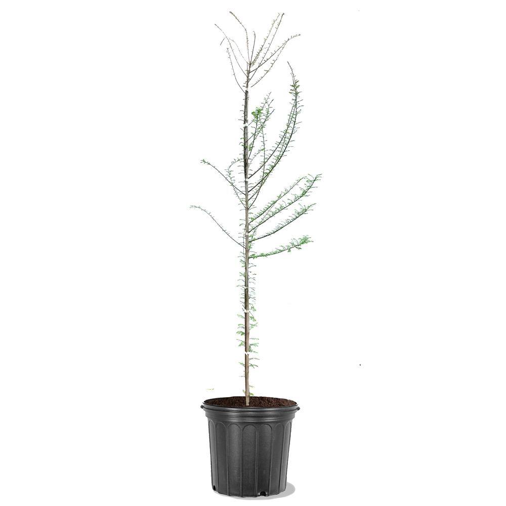 5 Gal. Bald Cypress Deciduous Tree CYPBAL05G