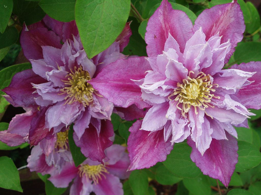 Piilu Clematis Vine - Heaviest Blooming Clematis - 2.5