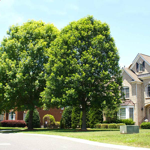 White Oak Tree