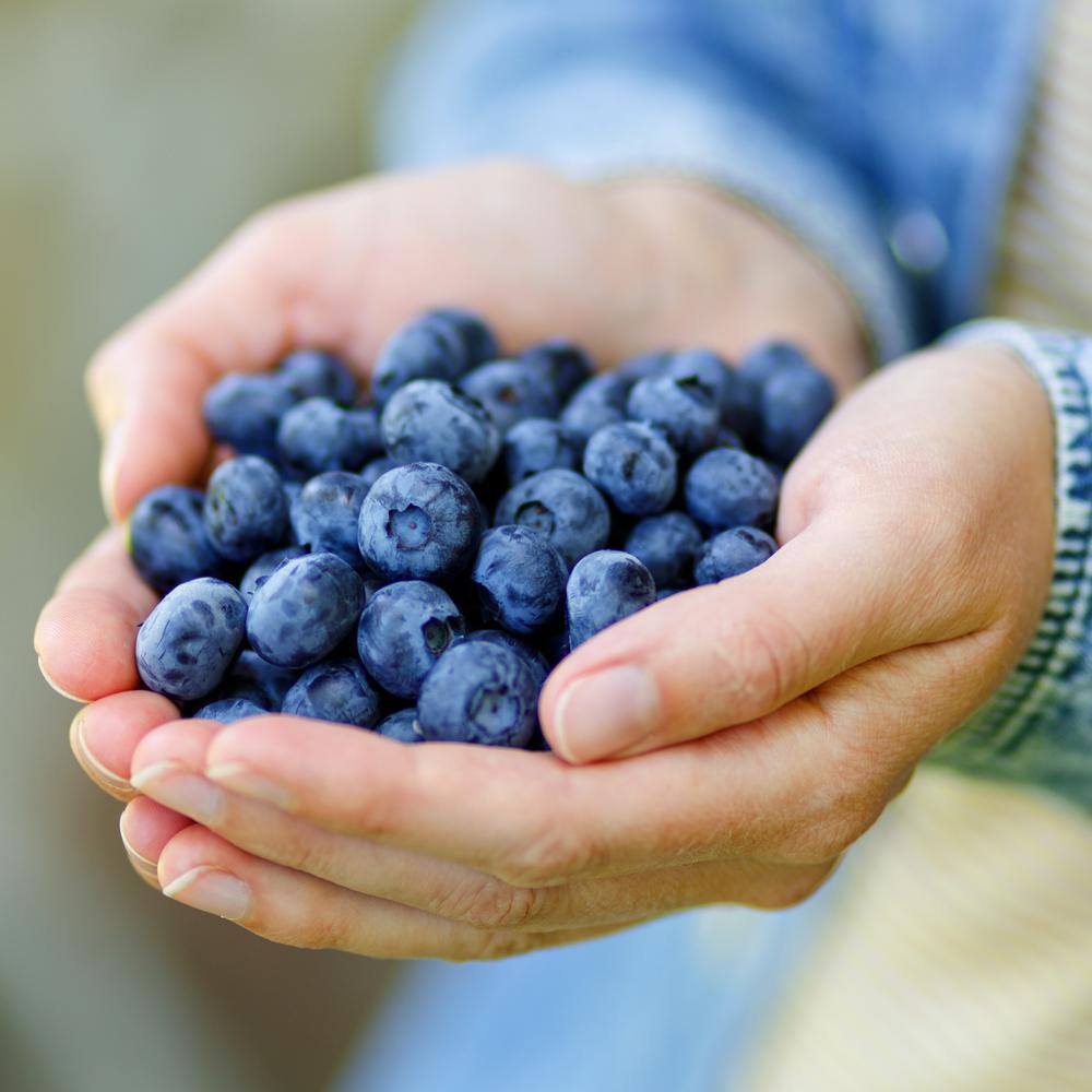 BUSHEL AND BERRY 1 Gal. Bushel and Berry Sapphire Cascade Hanging Blueberry Live Plant HD1667