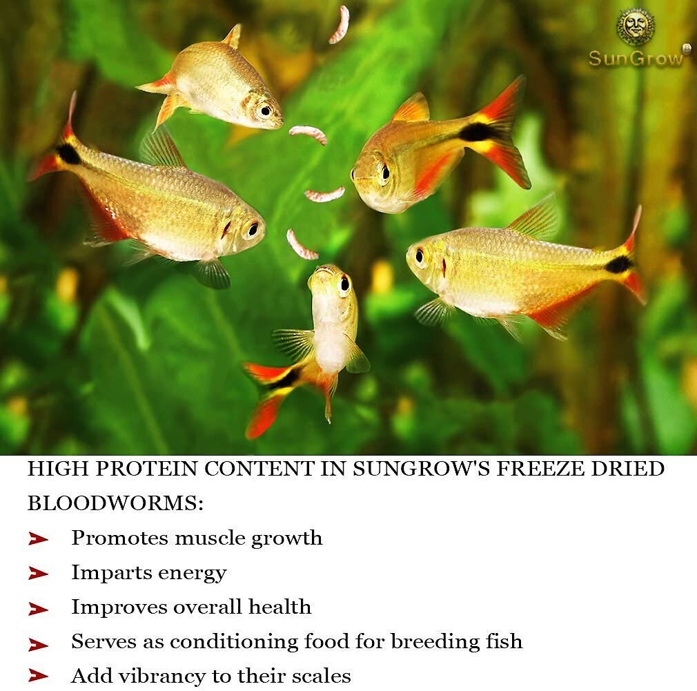 SunGrow Bloodworms Freeze-Dried Betta Fish Food， 0.52-oz jar