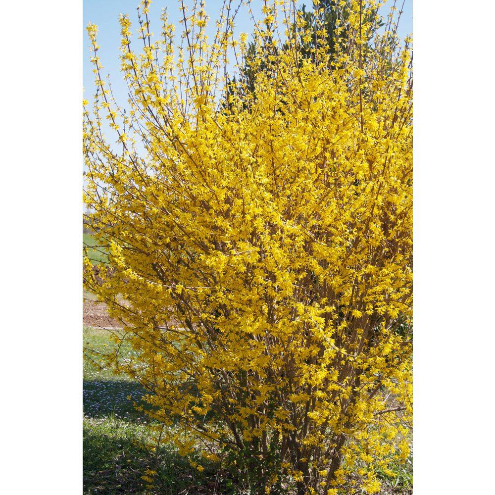 BELL NURSERY 3 Gal. Lynwood Gold Forsythia Flowering Shrub with Yellow Flowers FORSY3LGD1PK