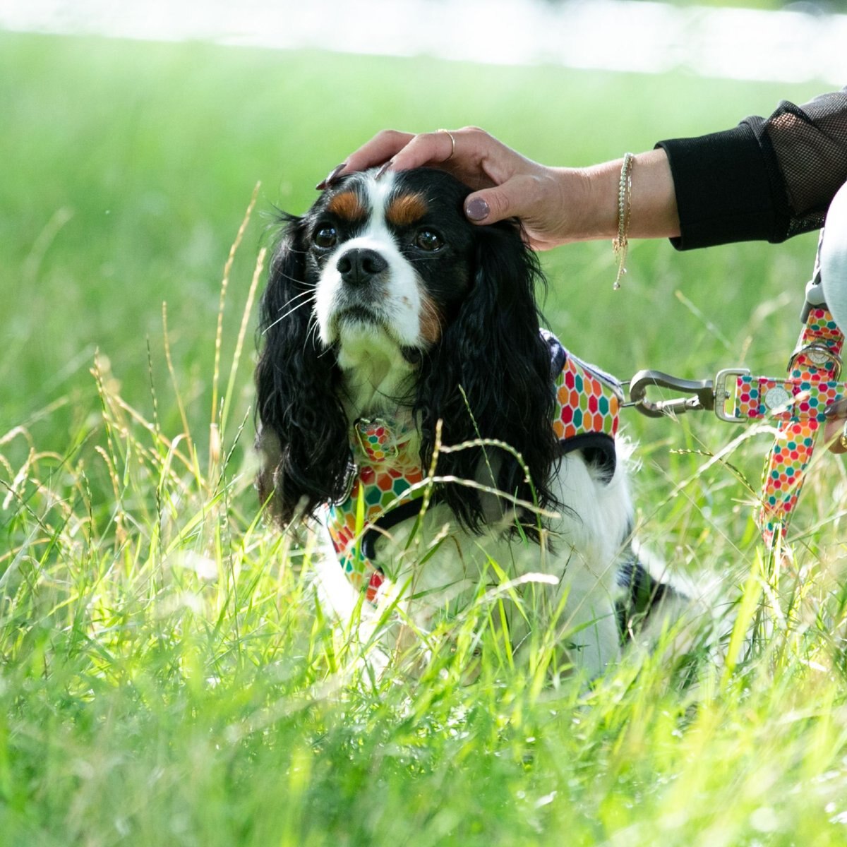 HUGO and HUDSON Nylon Geometric Bone Buckle Dog Collar