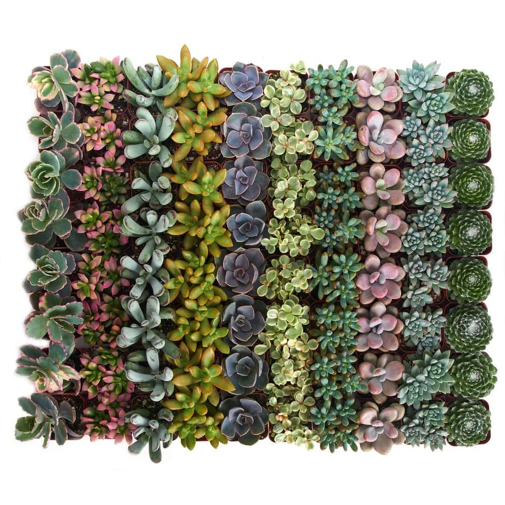 Shop Succulents 2 in. Premium Pastel Succulent (Collection of 40) P40