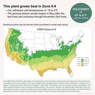 ENCORE AZALEA 3 Gal. Encore Autumn Sunset Azalea Shrub with Red Single to Semi-Double Reblooming Flowers 10386