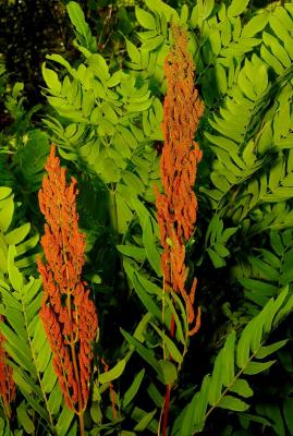 Classy Groundcovers - Osmunda regalis Osmunda mexicana， Osmunda palmeri， Osmunda  spectabilis， Aphyllocalpa regalis {10 Bare Root Plants}