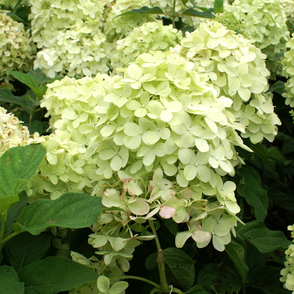 Limelight Hydrangea Tree