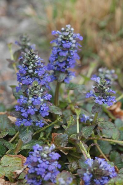 Ajuga Reptans Catlin's Giant aka Catlin's Giant Bugleweed