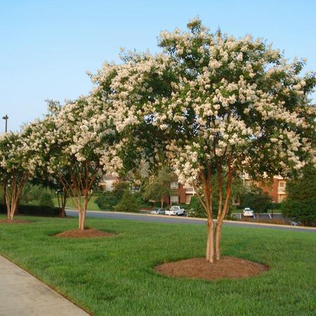 Natchez Crape Myrtle