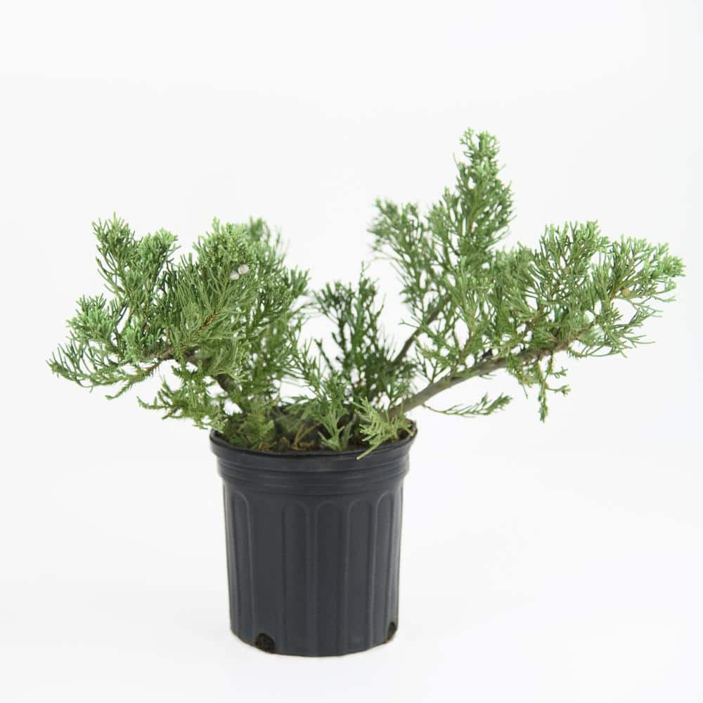 national PLANT NETWORK 2.25 Gal. Parsonii Juniper Plant HD7481