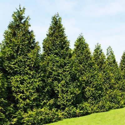 Thuja Green Giant Tree - Fast Growing Evergreen Privacy Trees - Cannot Ship to AZ