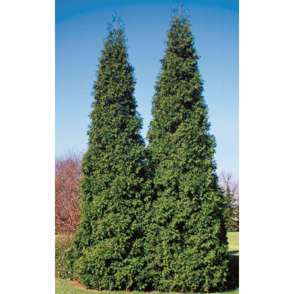 PROVEN WINNERS 1 Gal. Spring Grove Western Arborvitae (Thuja) Live Evergreen Shrub Green Foliage THJPRC1046101