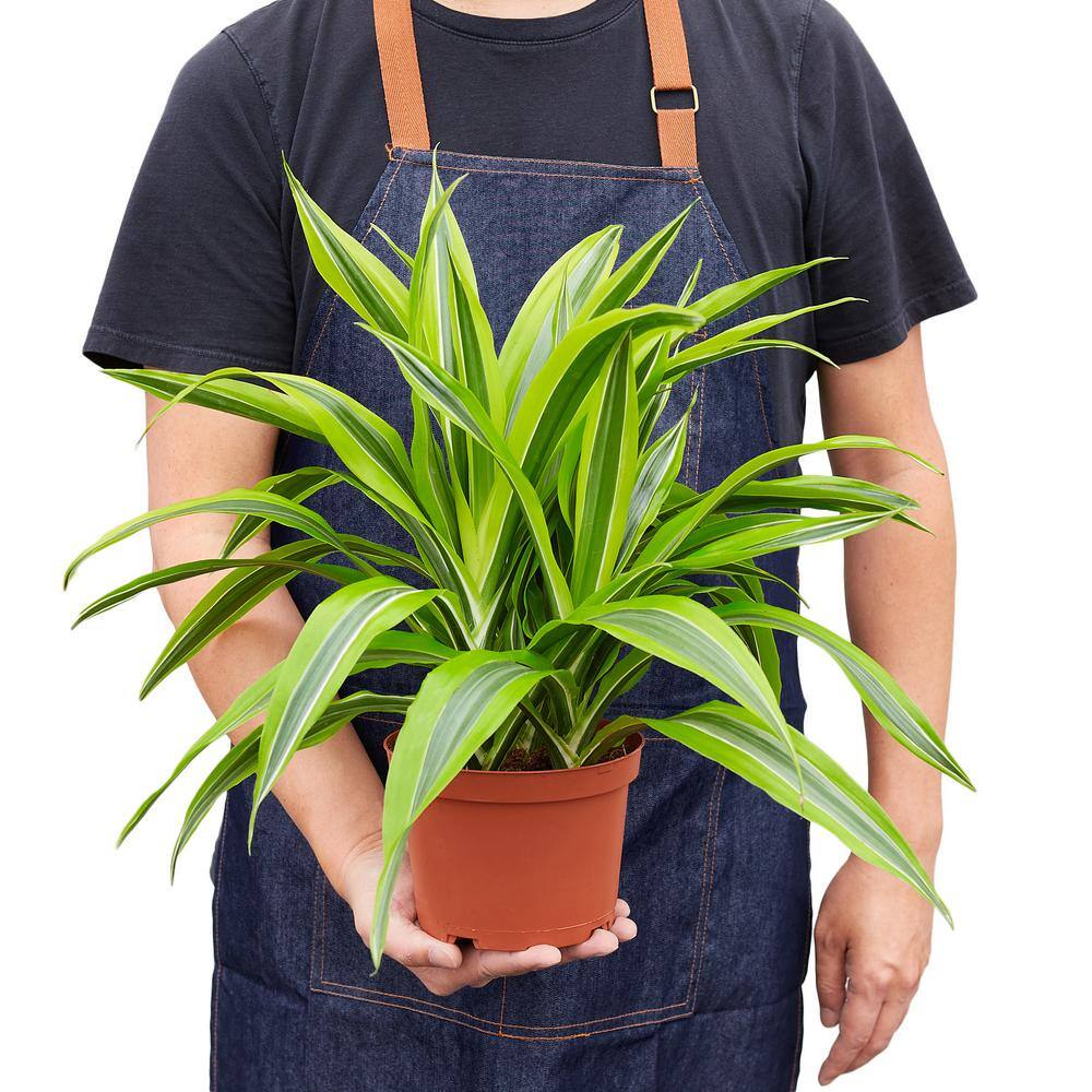 Lemon Surprise (Dracaena Deremensis) Plant in 6 in. Grower Pot 6_DRACAENA_LEMON.LIME