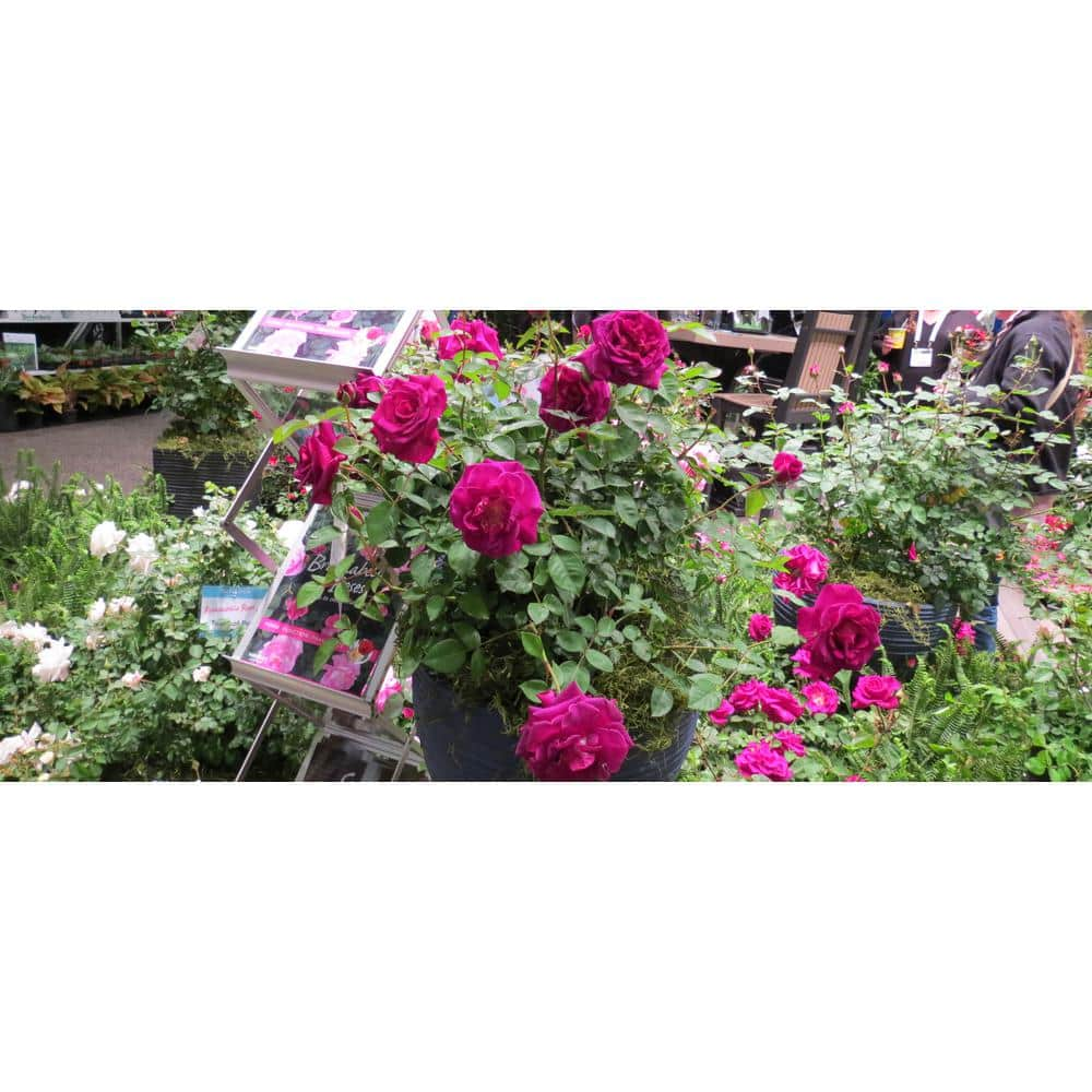 Vigoro 2 Gal. Echo Brindabella Roses Purple Prince Plant with Fragrant Double Purple Flowers 11572