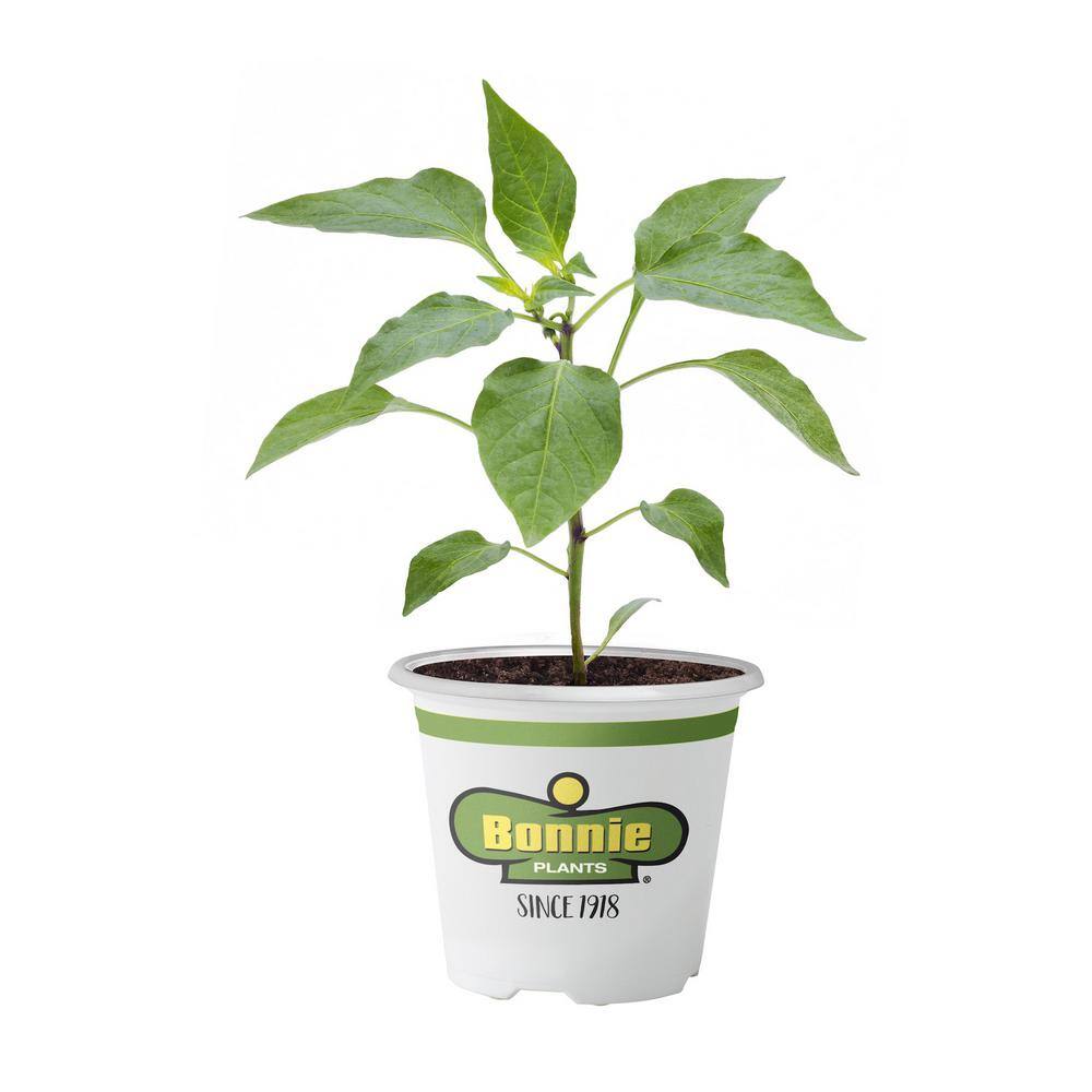 Bonnie Plants 11.8 oz. Pepper-Banana Sweet 2400