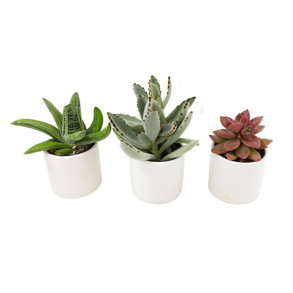 SMART PLANET 2.5 in. Assorted Succulent 3-Pack in White Glazed Clay Pot 0872546